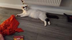 Lost Female Cat last seen Millwall , Greater London, England SE16 2AT