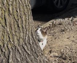 Found/Stray Unknown Cat last seen Near Jefferson St Kansas City, MO  64111 United States, Kansas City, MO 64111