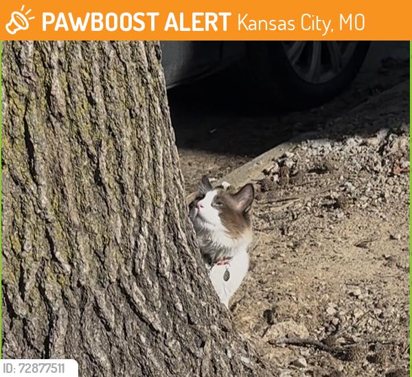 Found/Stray Unknown Cat last seen Near Jefferson St Kansas City, MO  64111 United States, Kansas City, MO 64111
