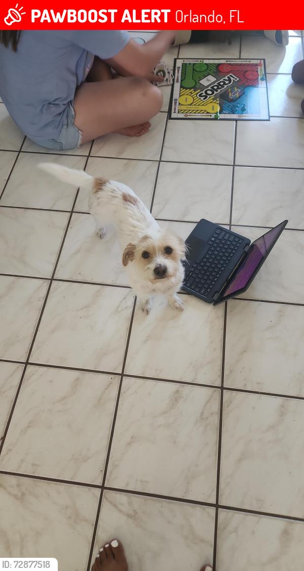 Lost Female Dog last seen Clarcona Ocoee and Hiawasee, Orlando, FL 32808