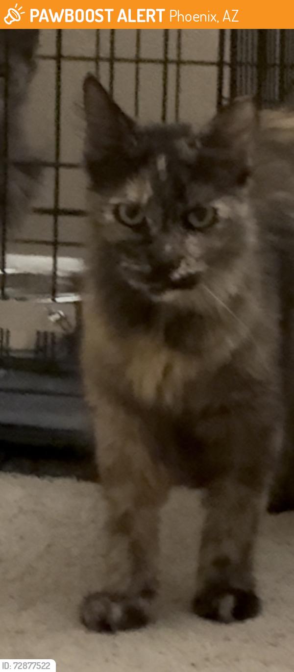 Found/Stray Female Cat last seen N. 43rd Ave & W. Bell rd, Phoenix, AZ 85306