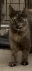 Found/Stray Female Cat last seen N. 43rd Ave & W. Bell rd, Phoenix, AZ 85306
