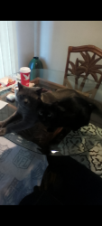 Lost Male Cat last seen Eldron and Americana , Palm Bay, FL 32907