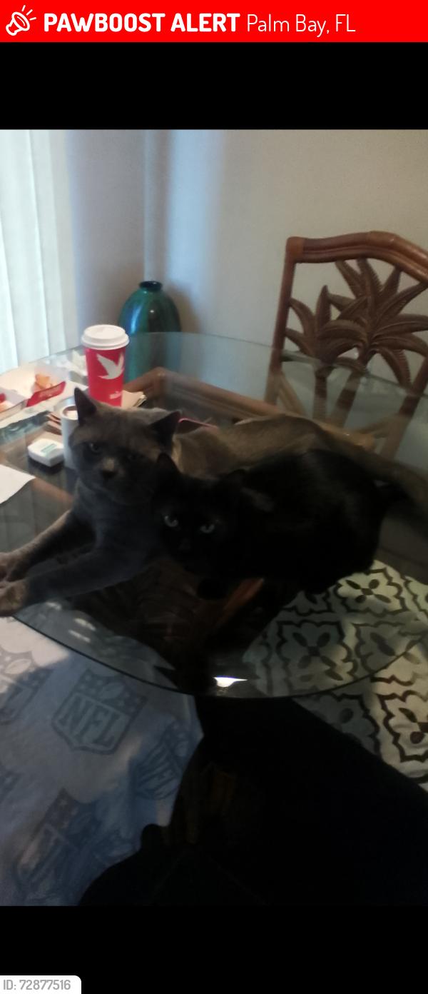 Lost Male Cat last seen Eldron and Americana , Palm Bay, FL 32907
