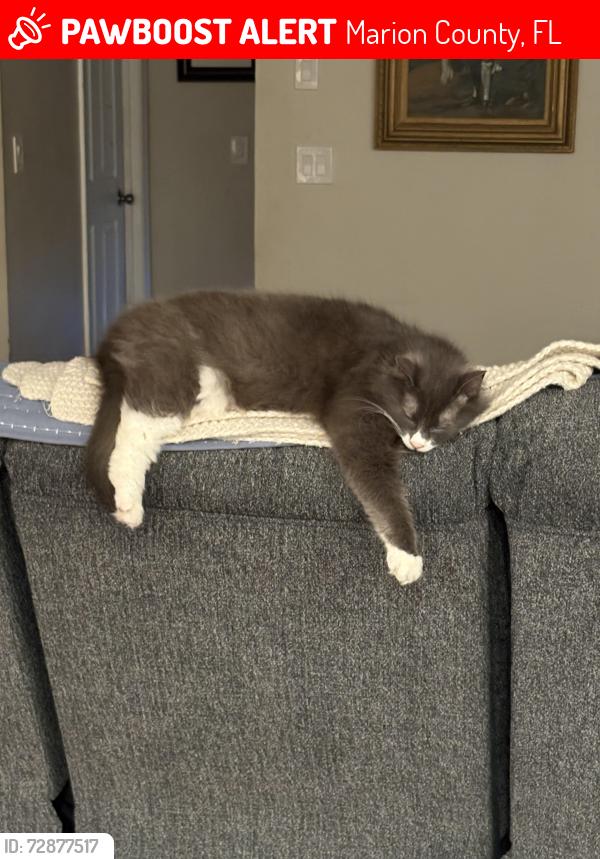 Lost Female Cat last seen Liberty Park, Marion County, FL 34476