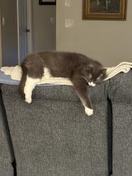 Lost Female Cat last seen Liberty Park, Marion County, FL 34476