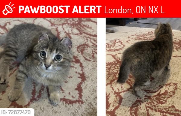 Lost Female Cat last seen Tennent Ave and Adelaide St, London, ON N5X 1L6