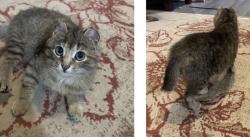 Lost Female Cat last seen Tennent Ave and Adelaide St, London, ON N5X 1L6