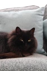 Lost Female Cat last seen Thatch leach lane, Whitefield, England M45
