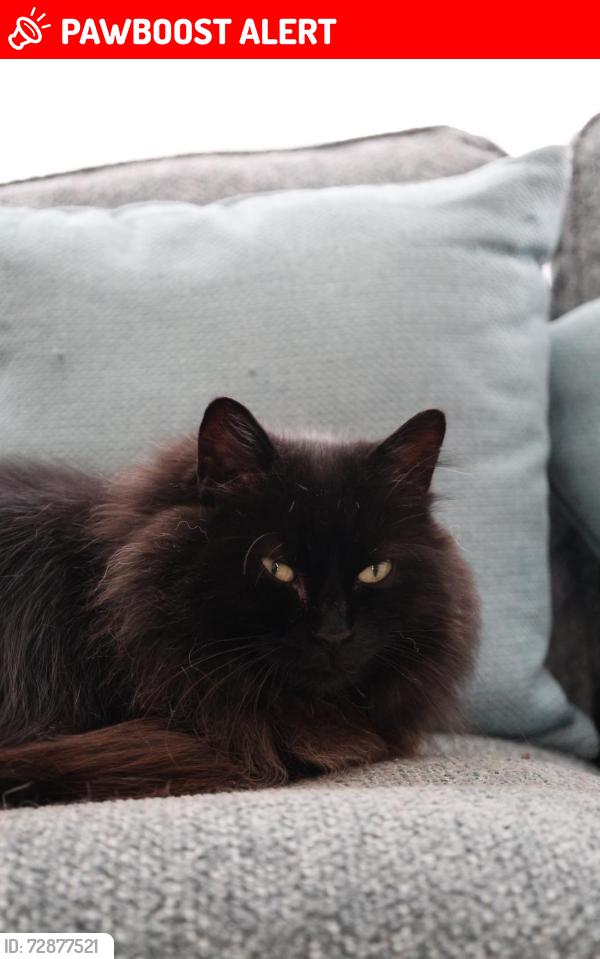 Lost Female Cat last seen Thatch leach lane, Whitefield, England M45
