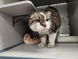 Shelter Stray Male Cat last seen Near S 1000 W, SALT LAKE CITY, UT, 84104, Taylorsville, UT 84123