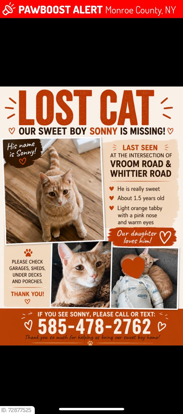 Lost Male Cat last seen whittier and vroom, Monroe County, NY 14559