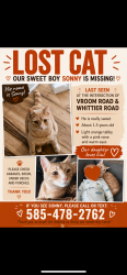 Lost Male Cat last seen whittier and vroom, Monroe County, NY 14559