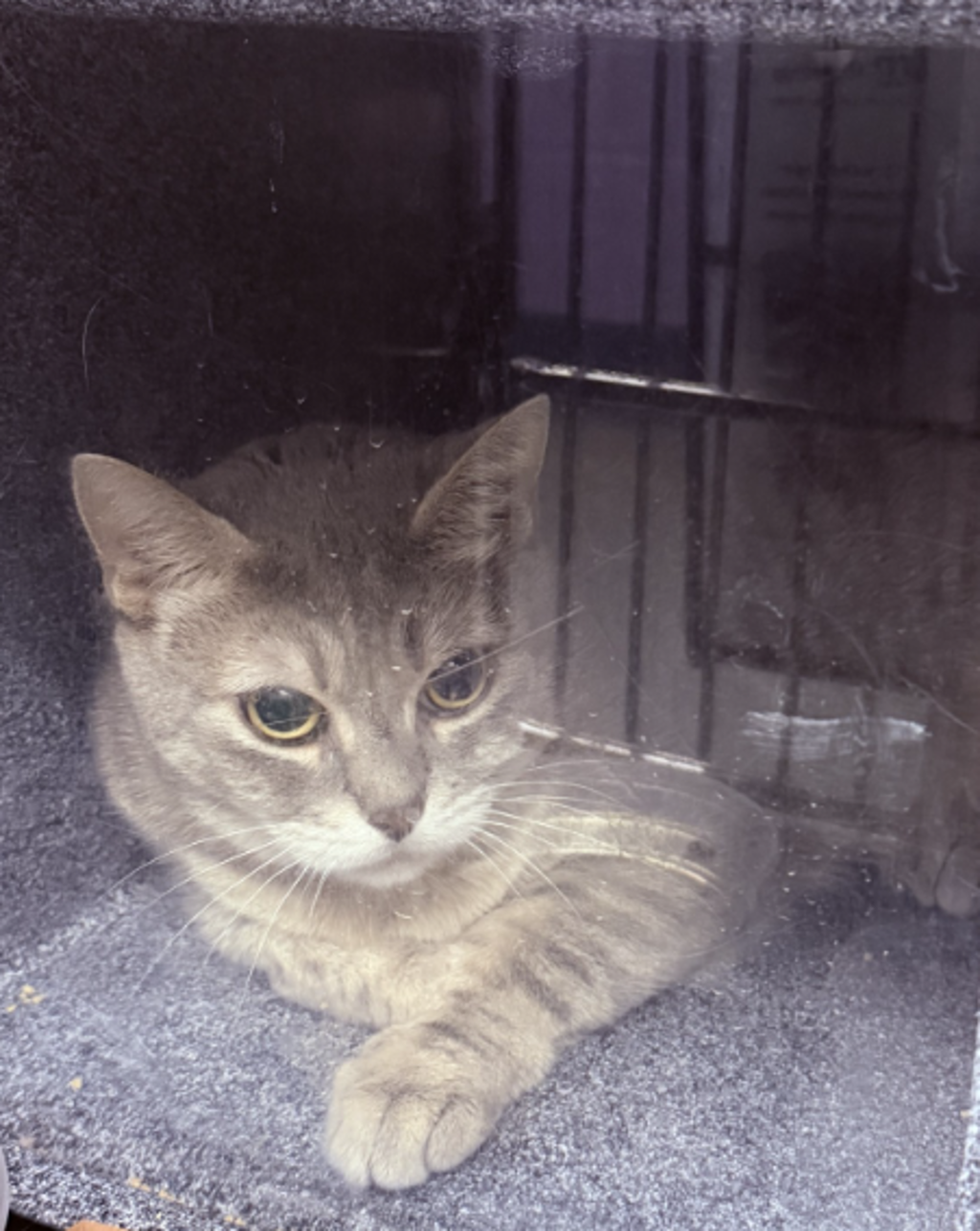 Shelter Stray Female Cat last seen Apt 12K,2120 Randall Avenue, BRONX, NY, 10473, New York, NY 10029