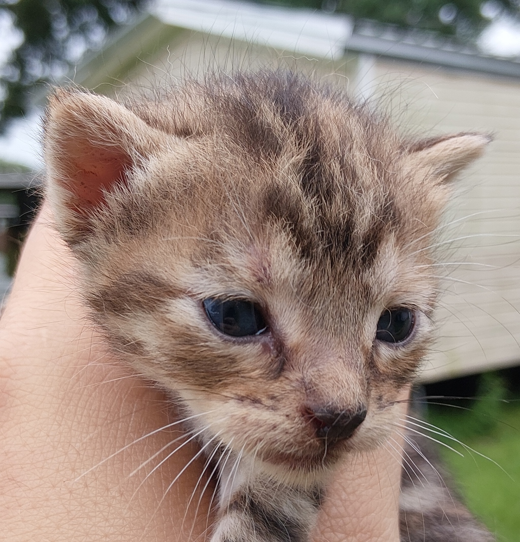Shelter Stray Female Cat last seen Near B Street, DUSON, LA, 70529, 410 Dugas Rd, Lafayette, LA 70507, USA