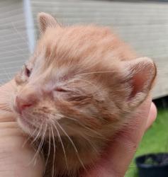 Shelter Stray Male Cat last seen Near B Street, DUSON, LA, 70529, 410 Dugas Rd, Lafayette, LA 70507, USA