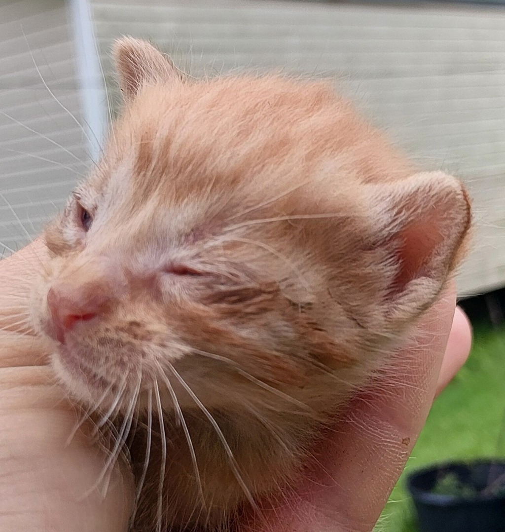 Shelter Stray Male Cat last seen Near B Street, DUSON, LA, 70529, 410 Dugas Rd, Lafayette, LA 70507, USA