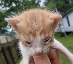 Shelter Stray Male Cat last seen Near B Street, DUSON, LA, 70529, 410 Dugas Rd, Lafayette, LA 70507, USA