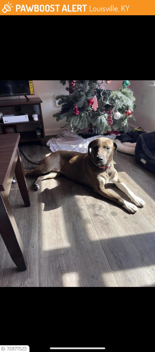 Found/Stray Female Dog last seen Dollar tree, Louisville, KY 40208