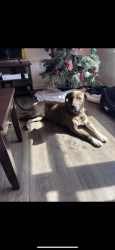 Found/Stray Female Dog last seen Dollar tree, Louisville, KY 40208