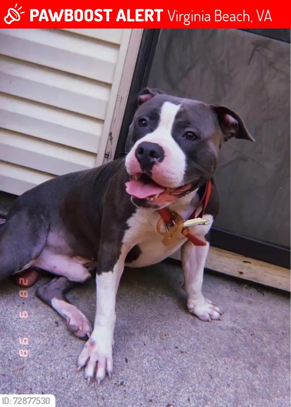 Lost Male Dog last seen Holland/lynnhaven. Close to Boil Bay, Virginia Beach, VA 23453