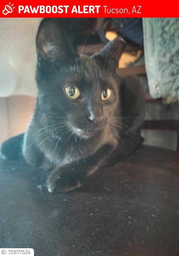 Lost Female Cat last seen midvale/drexel rd, Tucson, AZ 85746