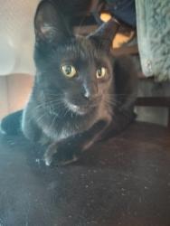 Lost Female Cat last seen midvale/drexel rd, Tucson, AZ 85746
