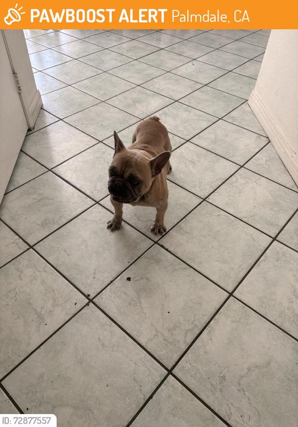 Found/Stray Male Dog last seen R-8, Palmdale, CA 93552