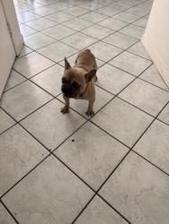 Found/Stray Male Dog last seen R-8, Palmdale, CA 93552