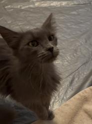 Found/Stray Female Cat last seen 4:rd Ave & Bell, Phoenix, AZ 85306