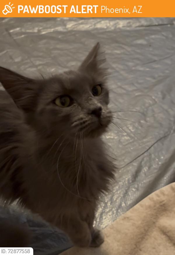 Found/Stray Female Cat last seen 4:rd Ave & Bell, Phoenix, AZ 85306