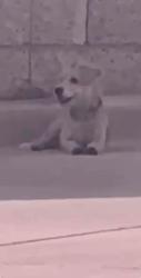Found/Stray Unknown Dog last seen Near Simmons, North Las Vegas, NV 89032