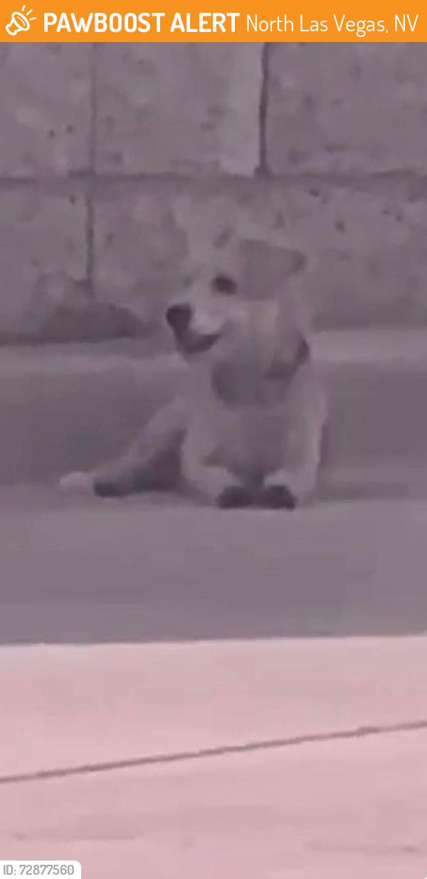 Found/Stray Unknown Dog last seen Near Simmons, North Las Vegas, NV 89032
