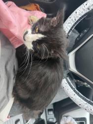 Found/Stray Male Cat last seen Hawk St and State St, Schenectady, NY 12307