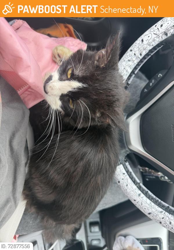 Found/Stray Male Cat last seen Hawk St and State St, Schenectady, NY 12307