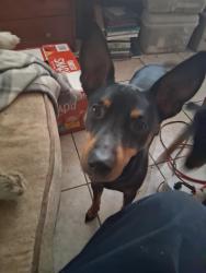 Lost Male Dog last seen Rio Linda & Pinedale ave, Sacramento, CA 95838