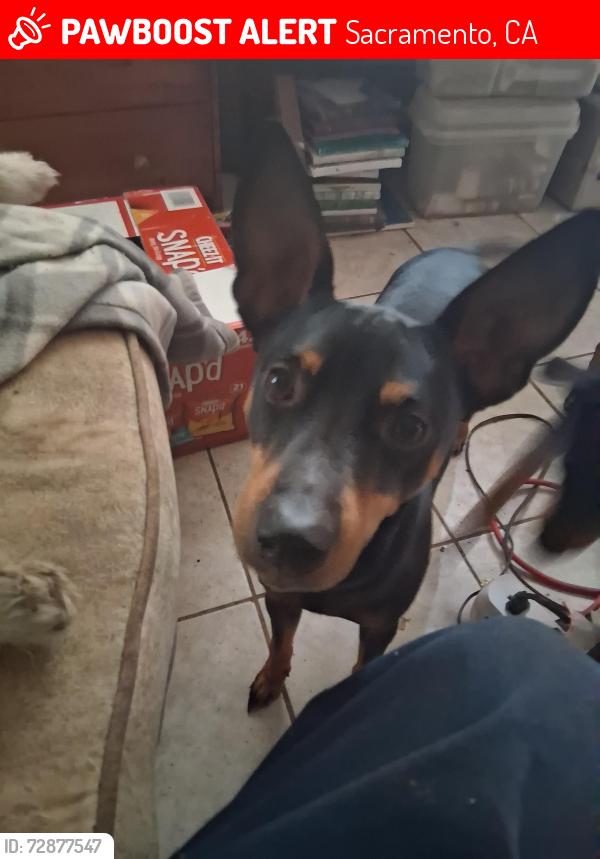 Lost Male Dog last seen Rio Linda & Pinedale ave, Sacramento, CA 95838