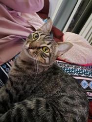 Lost Female Cat last seen Alma school and Elliot , Chandler, AZ 85224