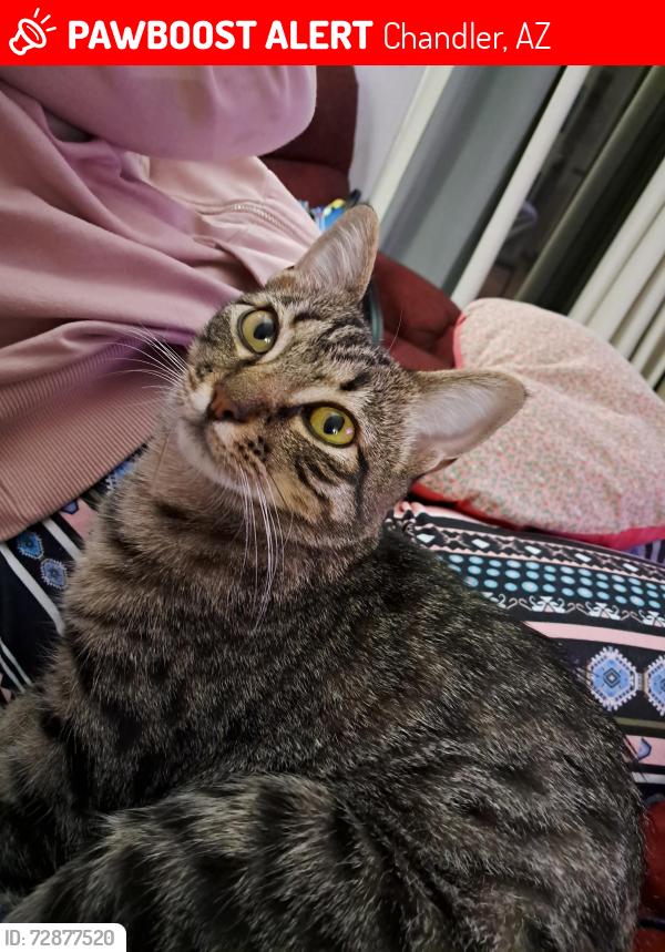 Lost Female Cat last seen Alma school and Elliot , Chandler, AZ 85224