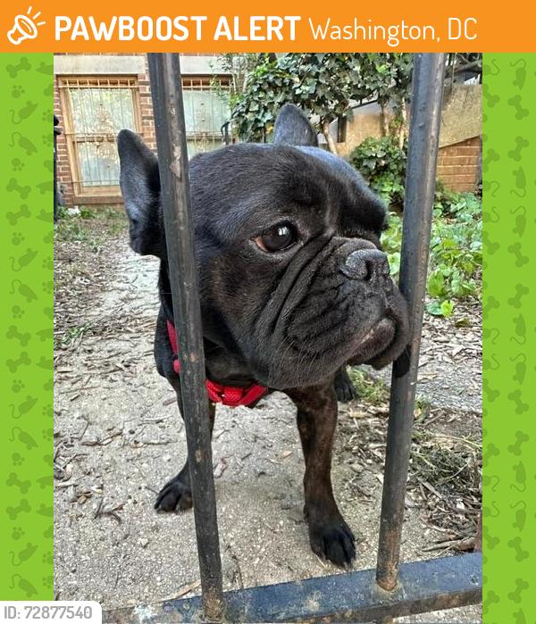 Found/Stray Male Dog last seen 13th St SE, Washington, DC 20003