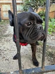 Found/Stray Male Dog last seen 13th St SE, Washington, DC 20003