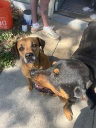 Found/Stray Female Dog last seen Putnam elementary school, Fort Collins, CO 80521
