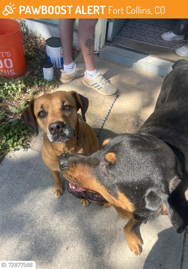 Found/Stray Female Dog last seen Putnam elementary school, Fort Collins, CO 80521