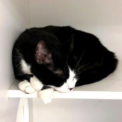 Shelter Stray Female Cat last seen , Philadelphia, PA 19140