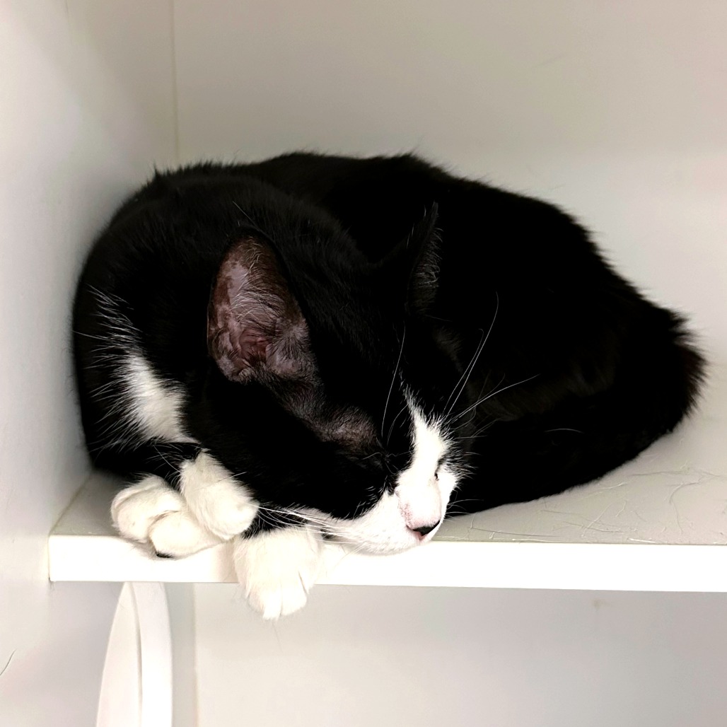 Shelter Stray Female Cat last seen , Philadelphia, PA 19140