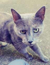 Found/Stray Unknown Cat last seen Highland Avenue & Chester, Charleston, WV 25302