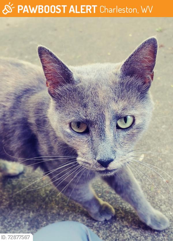 Found/Stray Unknown Cat last seen Highland Avenue & Chester, Charleston, WV 25302