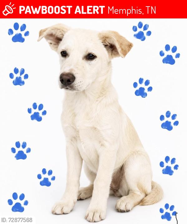 Lost Female Dog last seen Summer at Graham, Memphis, TN 38122