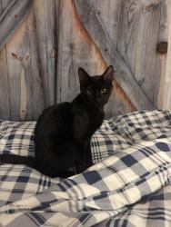 Lost Male Cat last seen Creditwoodlands’s , Mississauga, ON L5C 2C4