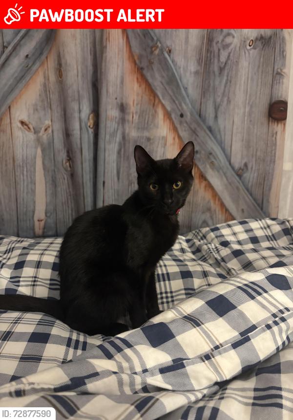 Lost Male Cat last seen Creditwoodlands’s, Mississauga, ON L5C 2C4